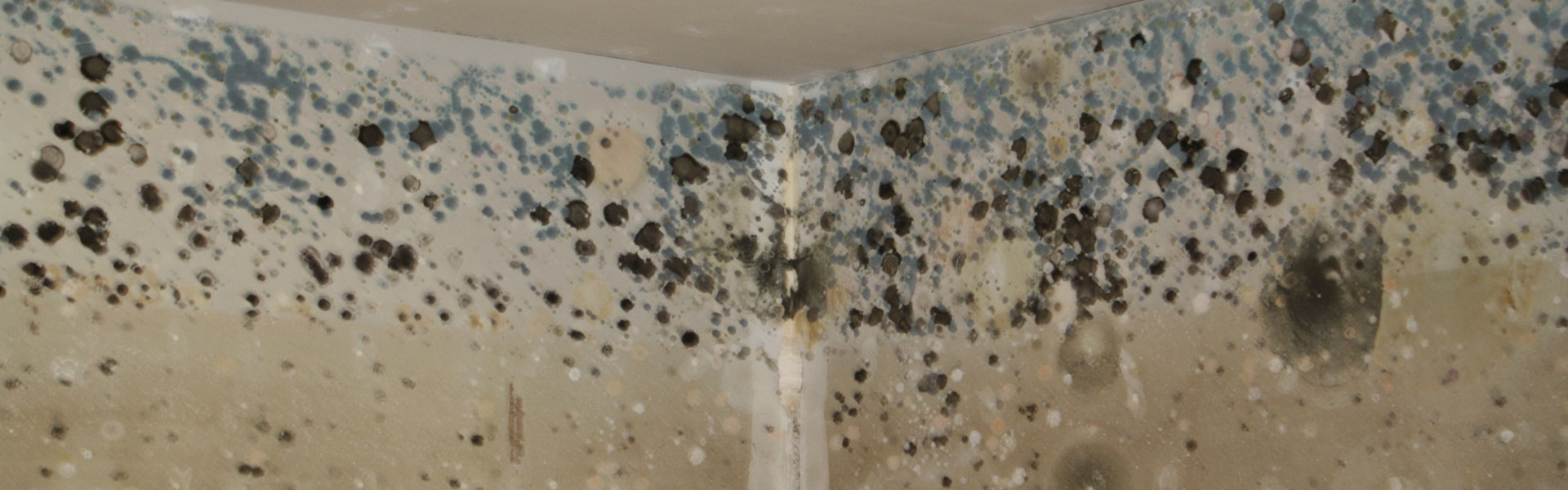 Mold and Mildew Repair